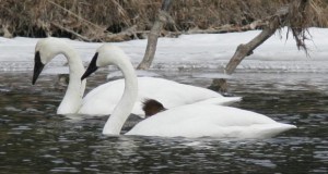 Trumpeter Swans